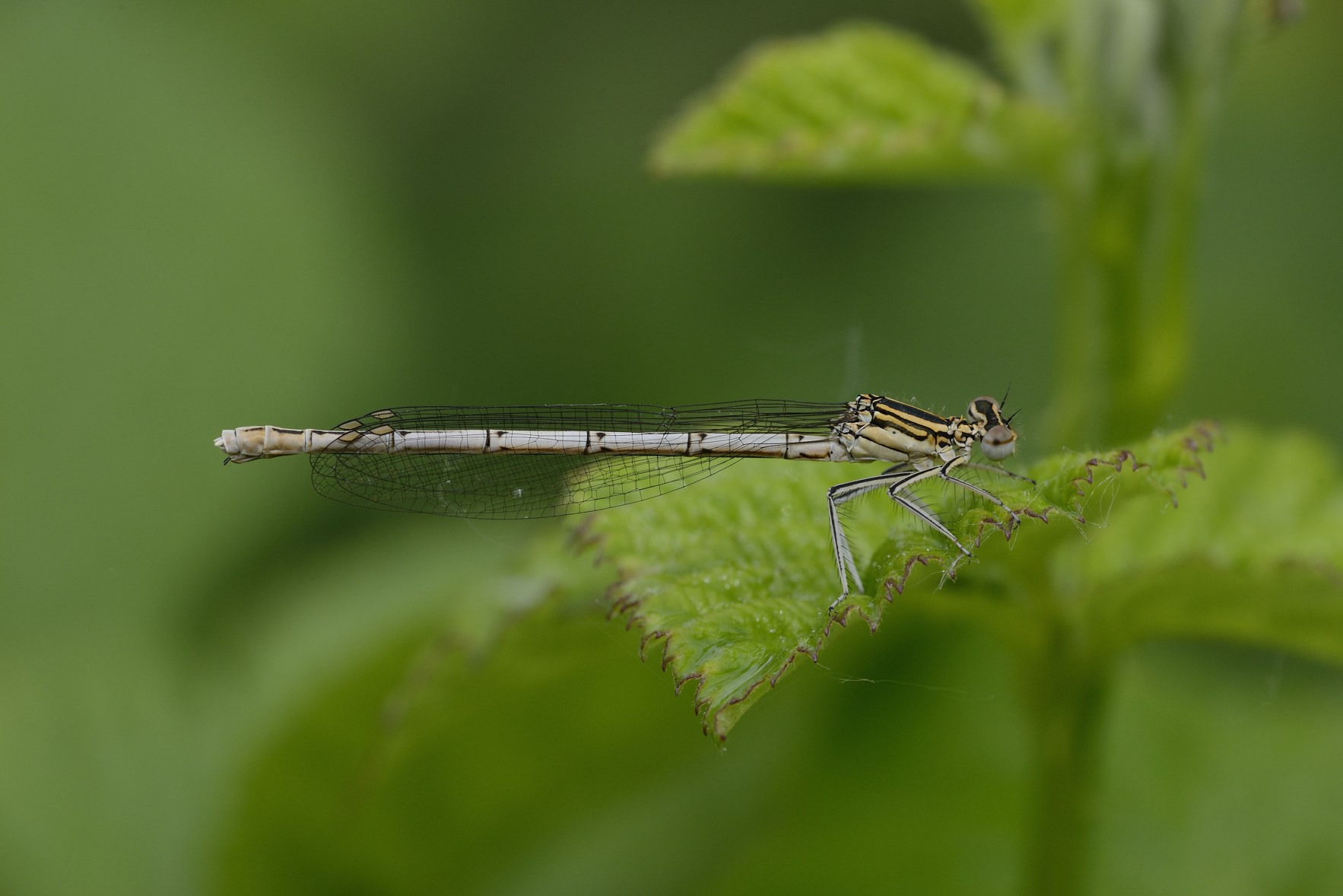 Prime libellule - Platycnemis pennipes (F. imm.)